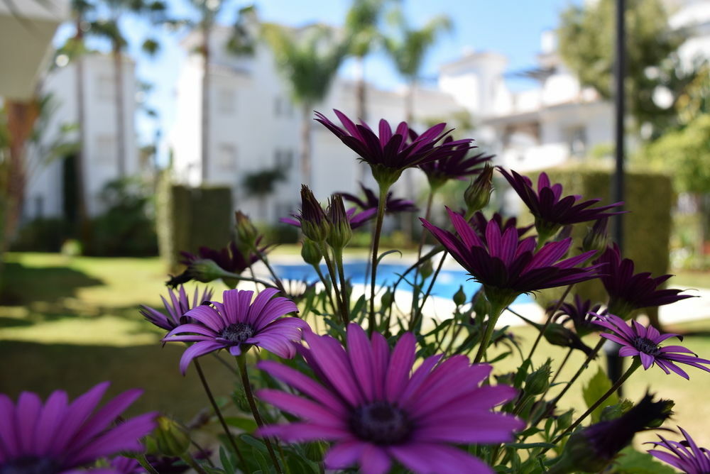 Apartamentos Y Casas Serinamar Marbella El Ángel Zewnętrze zdjęcie